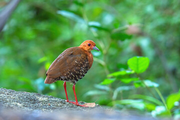 Red-legged Crake (Rallina fasciata)  in the rain forest. 