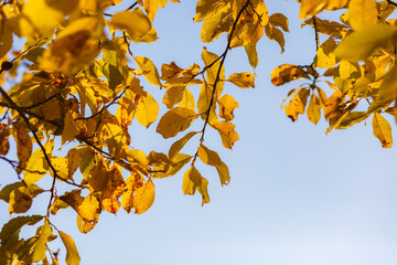 Yellow leaves close-up in backlight with slight sun glare