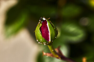 Closeup of a small green bud of a future rose with red petals