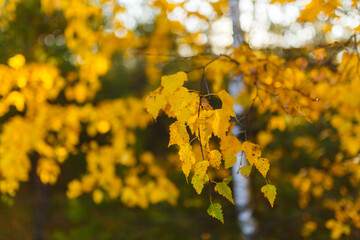 Yellow leaves close-up in backlight with slight sun glare