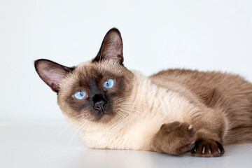 Cute siamese cat