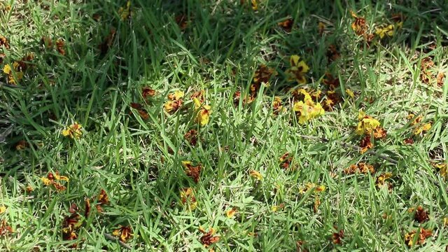 Fallen flowers of Peltophorum pterocarpum, also known as yellow poinciana, copperpod or yellow flame tree, on lawns with beautifully moving sunlight and tree shadows.