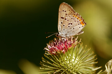Obraz premium Butterflies on flowers, with beautiful bokeh