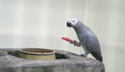 African Grey Parrot eating a red chilly