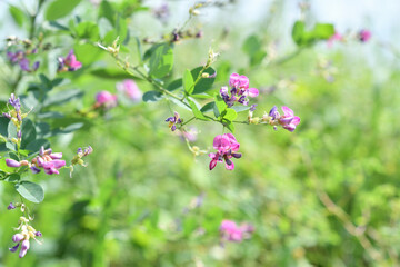 ハギの花