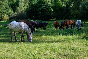 Obraz na płótnie Canvas A herd of horses on a pasture near the forest.