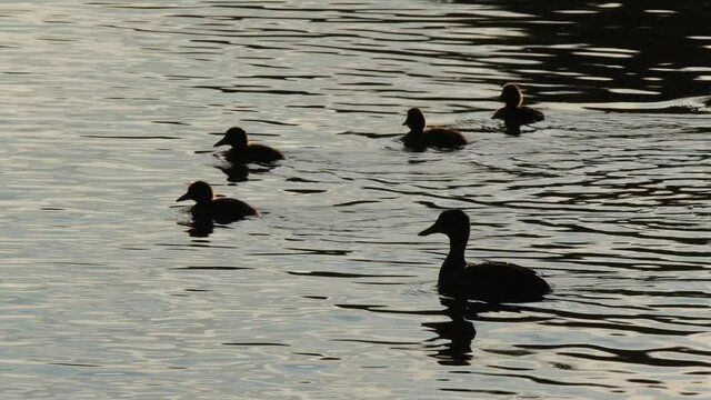 Female Tufted duck on UK fresh water lake with young. Diving duck.