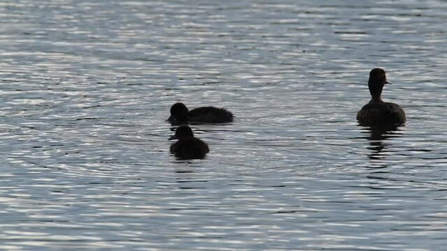 Female Tufted duck on UK fresh water lake with young. Diving duck.