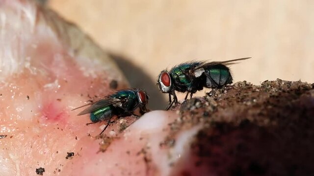 Bluebottle blow flies feeding on discarded meat in urban garden.