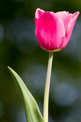 Colorful tulips flowers blooming in a garden