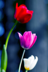 Colorful tulips flowers blooming in a garden