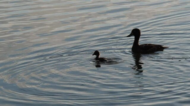 Female Tufted duck on UK fresh water lake with young. Diving duck.