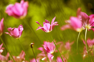 Colorful tulips flowers blooming in a garden