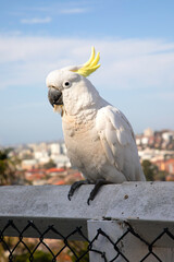 Yellow-crested cockatoo also known as the lesser sulphur-crested cockatoo