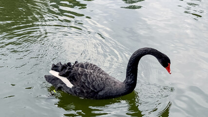 Naklejka premium black Swan floating on the water surface