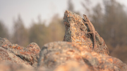 Fototapeta na wymiar Wild bearded dragon basking on lichen covered granite rock on a warm morning in Australia