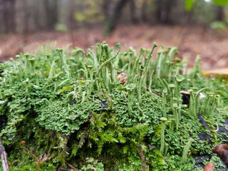 green strange mushrooms on a fallen tree