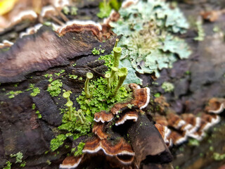 mushroom on a fallen tree
