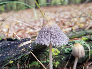 mushroom in the forest
