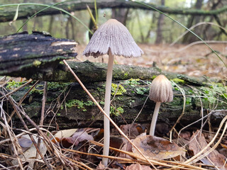 mushrooms in the forest