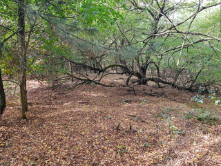 autumn in the forest