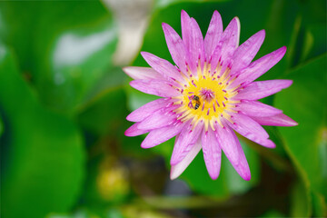 Bees are feeding on the pink lotus flower to collect nectar back