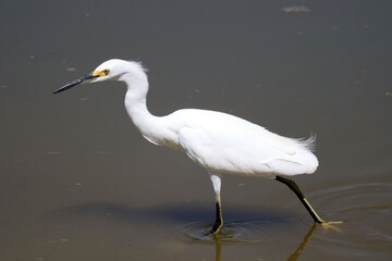 Majestic Snowy Egret at Riparian preserve, Arizona