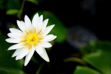 white lotus on the dark background and right copy space