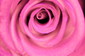 Colorful pink  rose flower close up nature light petal background