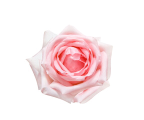 Light pink fresh rose flower top view isolated on white background , clipping path