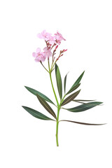 Pink nerium oleander flower with green leaf and stalk  isolated on white background , clipping path