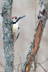 White-backed Woodpecker