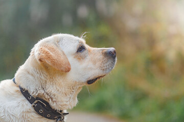 Close-up portrait of dog breed labrador in nature
