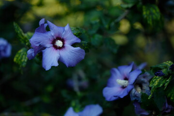 Blühende blaue  Hibiskus Blumen , Deutschland, Europa © detailfoto