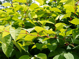 Renoutria ou fallopia japonica, renouée du Japon ou renouée à grandes feuilles pointues sur...