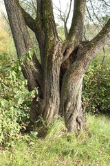 Obraz premium An unusual trunk of an old tree. Russia.