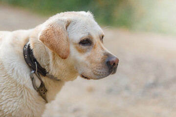 Close-up portrait of dog breed labrador in nature
