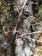 acacia tree in the woods