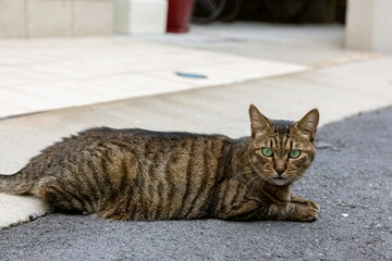 Naklejka premium 野良猫