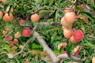【青森県弘前市りんご】岩木山麓津軽の秋、りんご園は収穫中