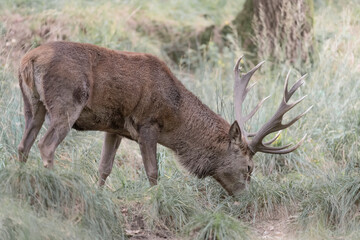 The King of Alpine forest, portrait of majestic deer male (Cervus elaphus)