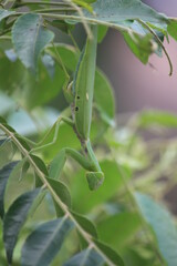green caterpillar on a branch