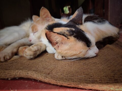 two beautiful cats sleeping on a gunny bag mat in background. 