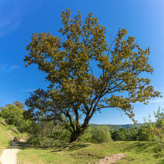 A lone oak, a sprawling tree in the bosom of nature on a Sunny autumn day.