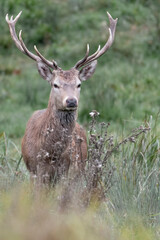 Portrait of Red deer male (Cervus elaphus)