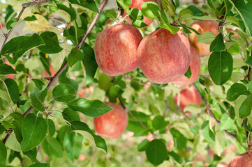 【青森県弘前市りんご】岩木山麓津軽の秋、りんご園は収穫中