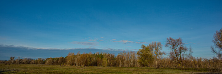 Obraz premium Meadow and blue sky on the background of deciduous forest.