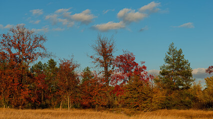 trees covered with red autumn foliage in the forest at sunset of the day.