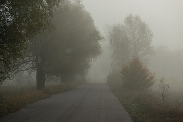 Obraz na płótnie Canvas asphalt road against the background of deciduous trees in the fog.
