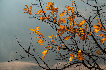 Oak tree branches with dry foliage on a background of fog on a sunny morning.